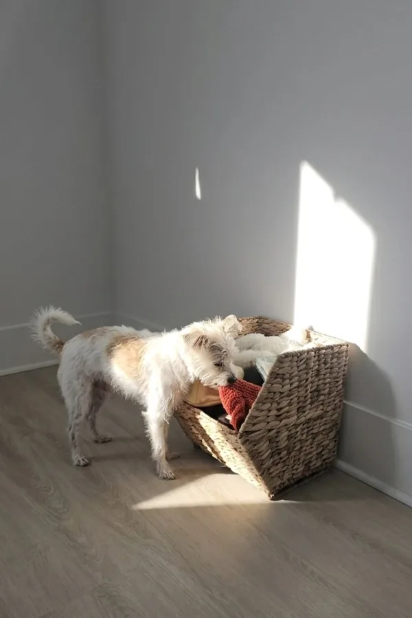 15 Cute Dog Room Ideas to Create a Cozy Space for Your Furry Friend 8 A Toy Storage Corner With Low Open Baskets