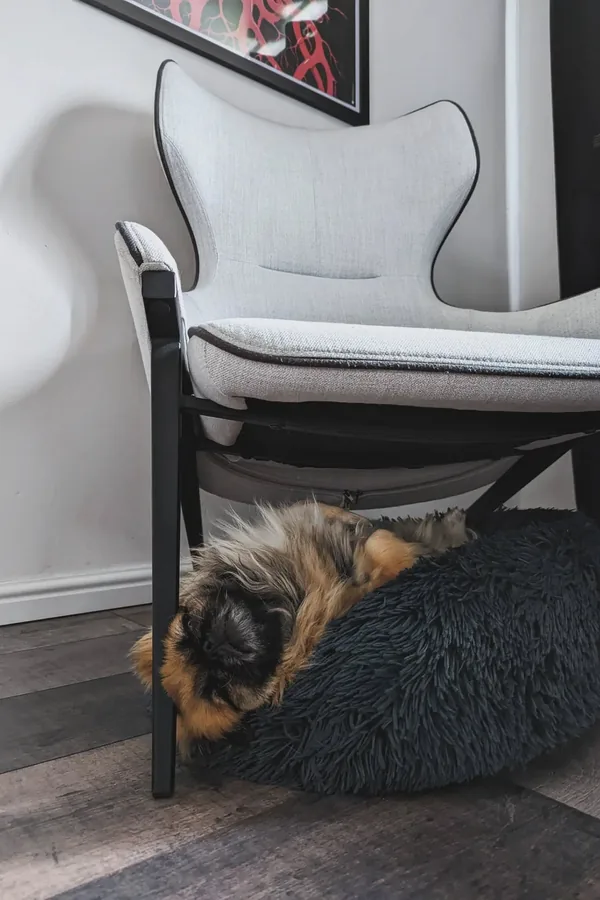 15 Cute Dog Room Ideas to Create a Cozy Space for Your Furry Friend 11 A Shared Reading Nook With a Bed Beside Your Chair