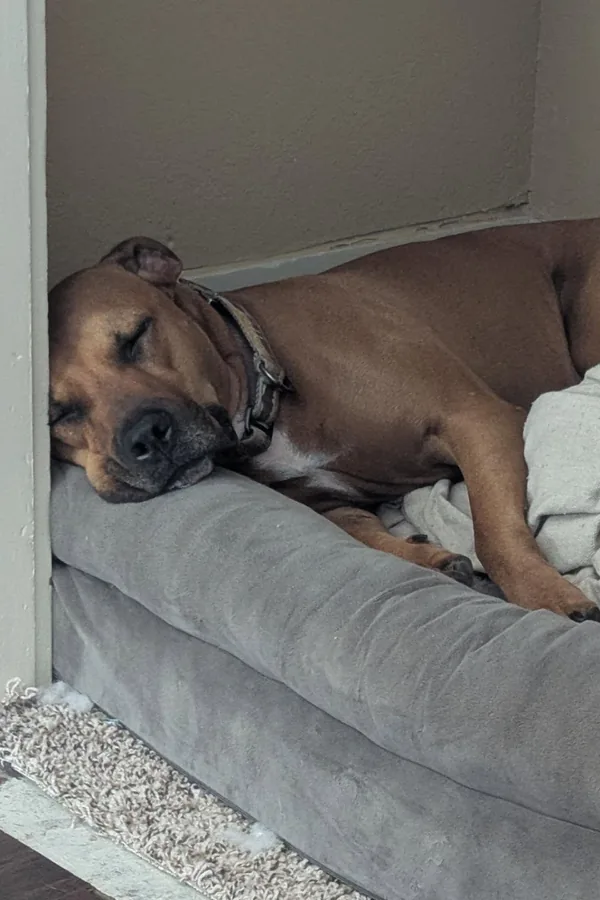 15 Cute Dog Room Ideas to Create a Cozy Space for Your Furry Friend 12 A Closet Turned Into a Sleep Den
