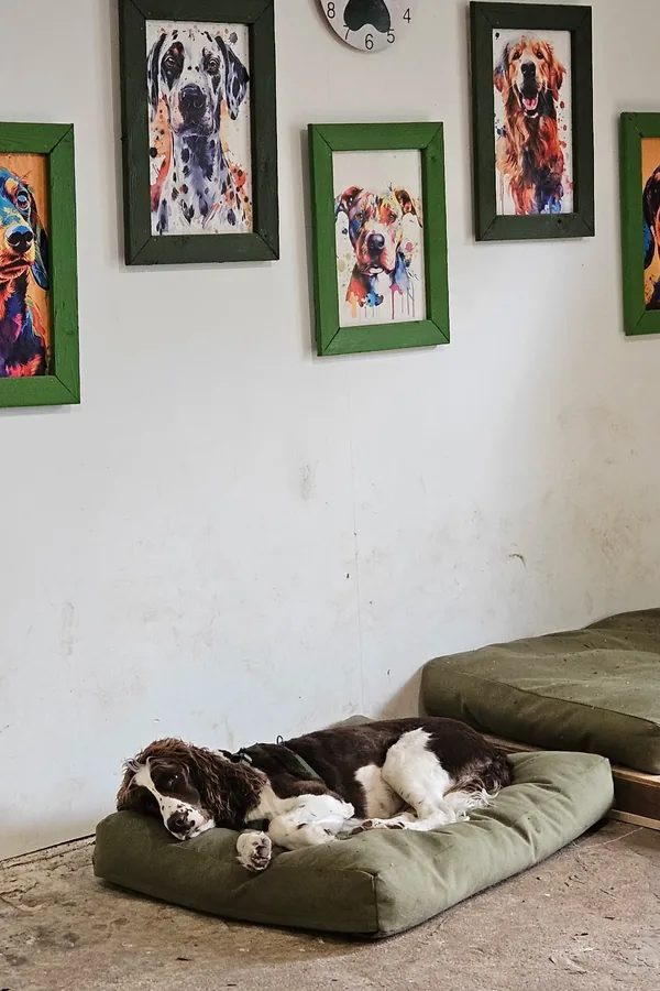 15 Cute Dog Room Ideas to Create a Cozy Space for Your Furry Friend 14 A Gallery Wall Above the Dog Bed