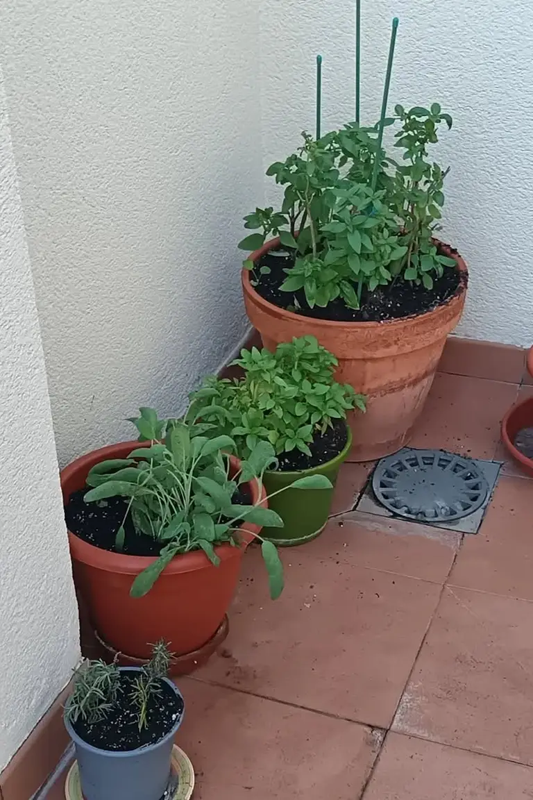 Small herb garden in pots in the corner of a tiled patio