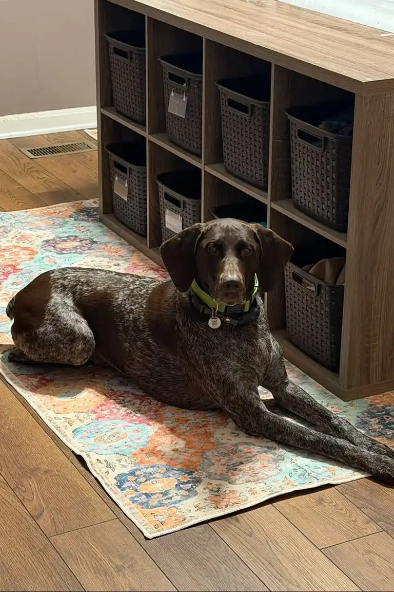 Stunning Kallax Bedroom Transformations You Need to See 16 A brown dog lying on a patterned rug beside a low wooden cube unit with dark woven baskets, with the edge of a bed visible at the top right