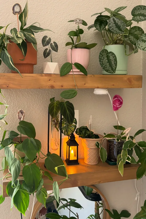 25 Creative DIY Shelf Ideas to Add Style and Storage to Your Home 17 Hang Plant Shelves in a Sunny Corner